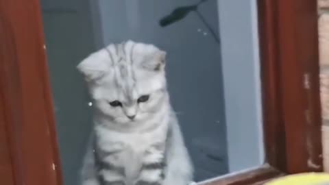 Fun with cute cat must watch.