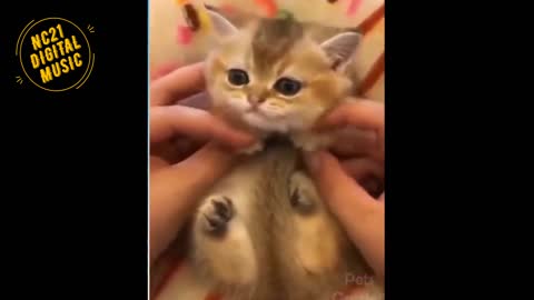 Funny Videos of Dogs, Kittens, Other Animals 005
