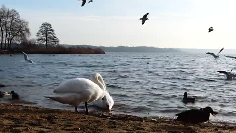 Swans - Behavior of animals