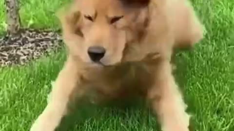 Funny Dog Animals🐶