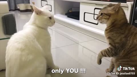 Cats are talking !! these cats can speak English better than any human being