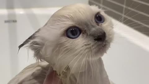 Funny Cat taking shower
