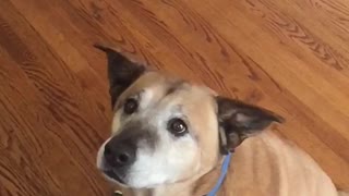 Brown dog misses orange treat toss hits face