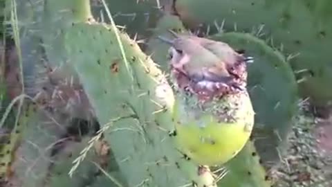 Hummingbird Nest in Prickly Pear Cactus || ViralHog