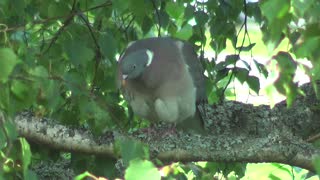 A ring dove sits on a branch under a birch tree