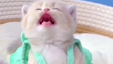 waO waO cut cats baby funny video🤣🤣🤣