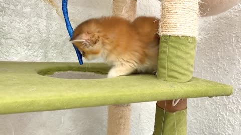 These incredibly cute kittens can play all day long
