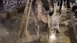 Cow Needs a Little Pepto