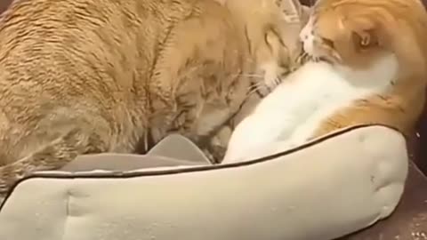 Pair of Sweet cats preceiusly cuddle with each other