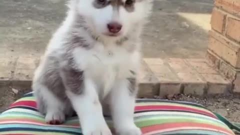 Huskies are truly incredible