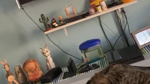 Cat Learns Aerial Yoga in Quarantine