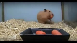 Cute Hamsters A Day In the Life