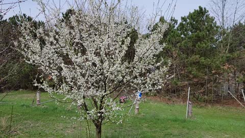 Native bees and honey bees on Methly plum blooms.