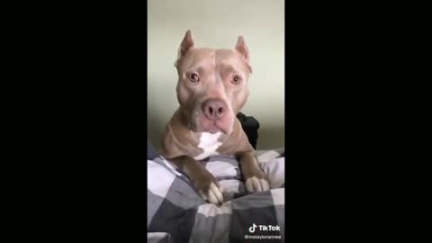 Gasp Dog Challenge - TikTok Dogs (Funny Animals #351)