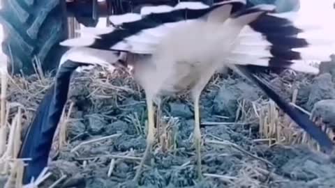 Bird save her egg