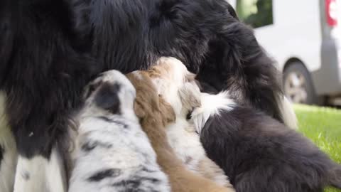 A mother dog breastfeeds her puppies closeup on the puppies