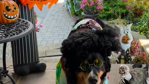 Berner Shows Off Collection Of Halloween Costumes