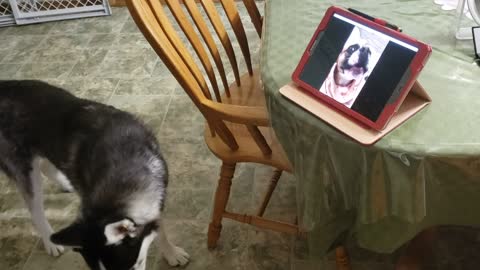 Doggy Best Friends Share a Video Call