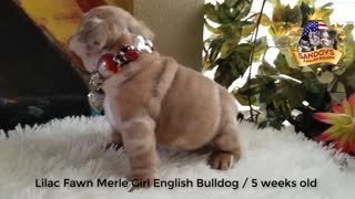 Cute Puppy English Bulldog 5 weeks old