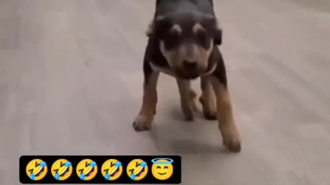 Dance dogy dance with song