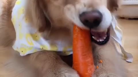 A pet dog that likes to eat carrots