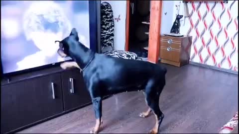 DOBERMAN DANCING THE DOG MOONWALK TO MJ