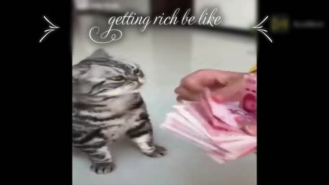 Funny Cat counting money