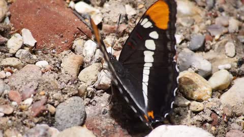 Butterfly Shows Off Her Black Wings