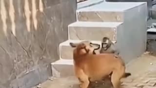 Animals are Funny!