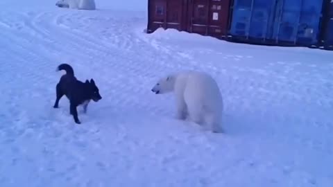 polar bear with huskey dog