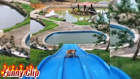 Time to play swimming with smart dog | The Funny Clip