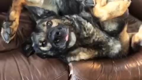 White fluffy dog and german shepard play with each other on couch as german shepard sits upside down