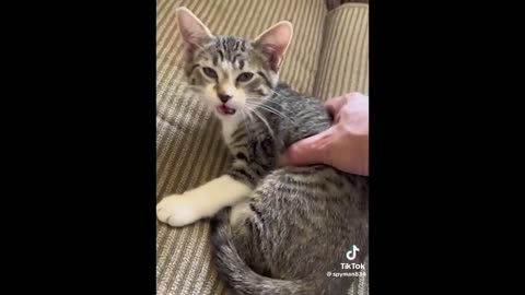 FUNNY CAT MEMES COMPILATION OF 2023