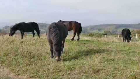 Horses Eating Grass