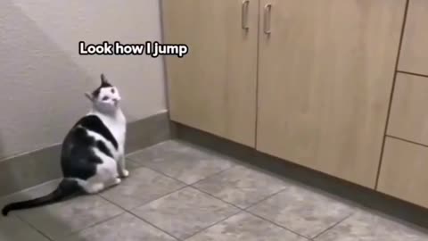 Cat jumping, funny & cute😁😍