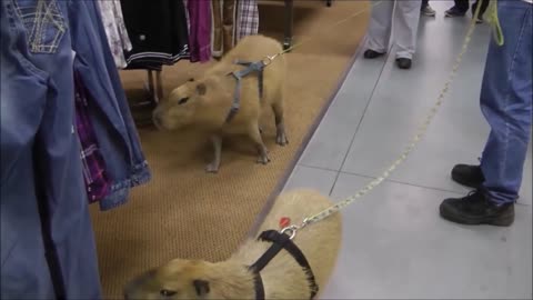 Friendly Capybaras walk around shop greeting customers as they walk by