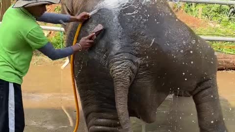 Showering the elephant.