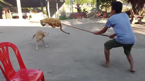 Fake Tiger Prank Dog Run Try To Stop Laugh Challenge Series
