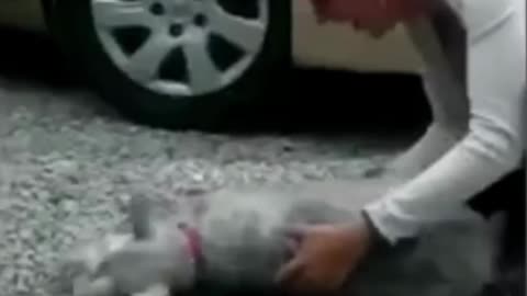 the dog lost consciousness when he saw the owner after a long time