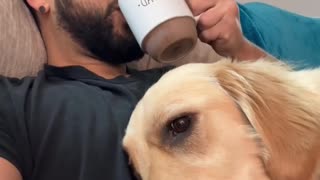 Golden Retriever Interrupts Morning Coffee