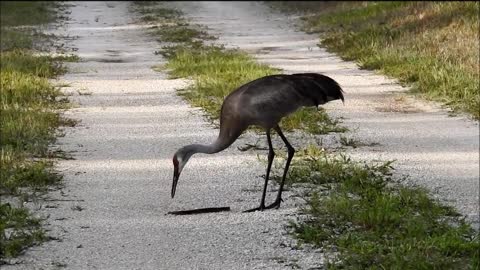 Sandhill Cranes and a snake