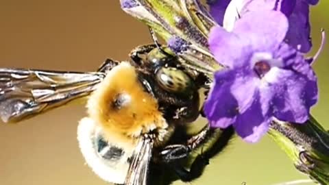 Landscapes of Nature the Charm of Bees