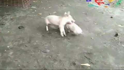 funny piglet fight