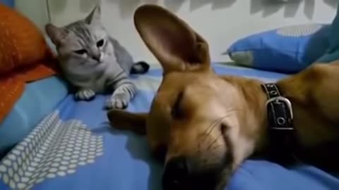 Dog sleep farting makes cat very angry
