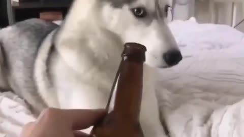 Drink beer?come on