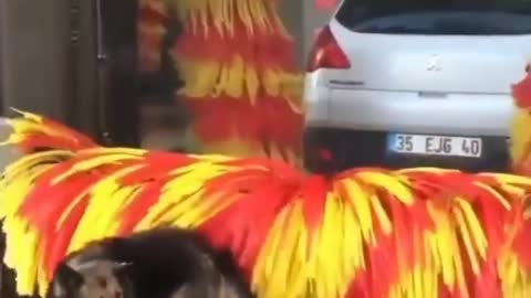 Dog Enjoys Getting Rubbed by Big Car Wash Roller