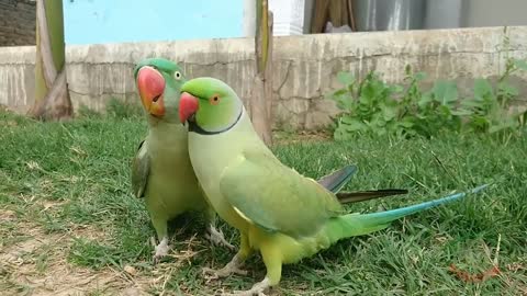 Parrot love 💘