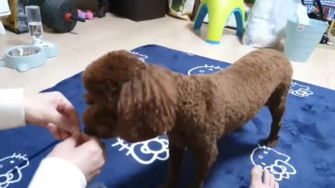 Smart dog poodle