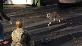 Dog Has An Adorable Delayed Reaction