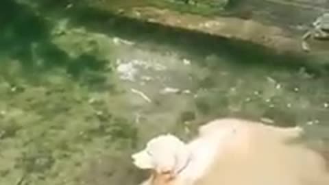 This dog is cleaning herself in the river